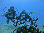 Hawaii Scuba divng 68