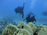 Hawaii Scuba divng 71