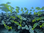 Hawaii Scuba divng 16