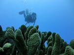 Hawaii Scuba divng 29