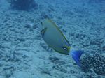 Hawaii Scuba divng 53