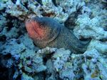 Hawaii Scuba divng 06