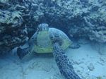 Hawaii Scuba divng 26