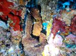 Hawaii Scuba divng 65