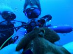 Hawaii Scuba divng 73