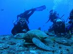 Hawaii Scuba divng 80