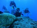 Hawaii Scuba divng 84