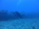 Oahu scuba  50