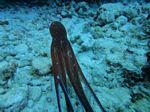 Oahu scuba  60