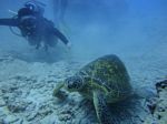 Hawaii Scuba divng 21