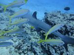 Hawaii Scuba divng 25