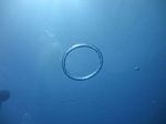 Hawaii Scuba divng 07