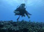 Hawaii Scuba divng 67