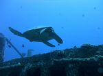 Hawaii Scuba divng 14