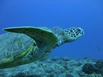 Hawaii Scuba divng 16