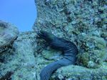 Hawaii Scuba divng 23