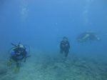 Hawaii Scuba divng 58