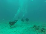 Hawaii Scuba divng 16