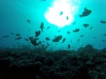 Hawaii Scuba divng 84