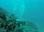 Hawaii Scuba divng 87