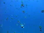 Hawaii Scuba divng 33