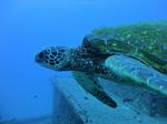Hawaii Scuba divng 34