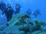 Hawaii Scuba divng 36