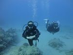 Hawaii Scuba divng 83