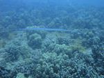 Hawaii Scuba divng 18