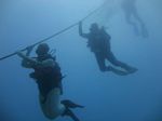 Hawaii Scuba divng 35