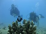 Hawaii Scuba divng 41