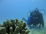 Hawaii Scuba divng 42