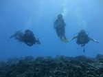 Hawaii Scuba divng 17