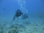 Hawaii Scuba divng 36