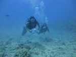 Hawaii Scuba divng 36