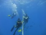 Hawaii Scuba divng 38