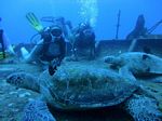 Hawaii Scuba divng 54