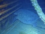Hawaii Scuba divng 63