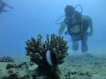 Hawaii Scuba divng 15