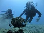 Hawaii Scuba divng 16