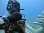 Hawaii Scuba divng 19