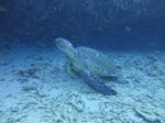 Hawaii Scuba divng 29
