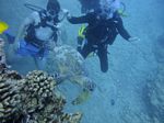 Hawaii Scuba divng 31