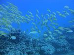 Hawaii scuba 20