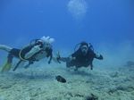 Hawaii Scuba divng 29