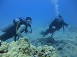 Hawaii Scuba divng 33