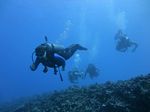 Hawaii Scuba divng 54