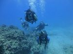 Hawaii Scuba divng 57