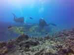 Hawaii Scuba divng 20