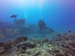 Hawaii Scuba divng 21